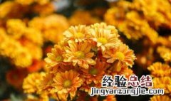 菊花在什么场合用 菊花适合什么场合摆放