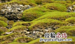 青苔长得多的一面是南方还是北方 长青苔的一面是南方还是北方