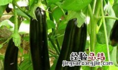 茄子种植方法 怎么种茄子