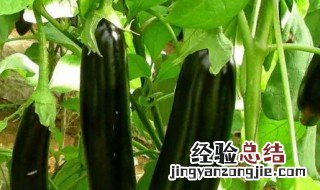 茄子种植方法 怎么种茄子