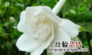 栀子花送人代表什么 栀子花送什么人合适