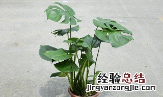 龟背竹的养植方法 龟背竹的养植方法和养护