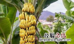 香蕉家庭种植方法 选什么品种最好