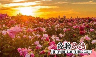 业余花草种植方法 业余花草种植方法有什么