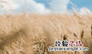 芒种是哪一天哪个时间 芒种是哪一天