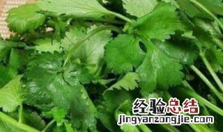 香菜怎么移栽 香菜移栽的方法介绍