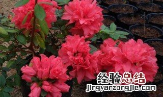 满堂红花卉怎么种植盆栽 满堂红 植物