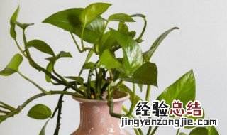 种植绿萝需要什么土 种植绿萝需要什么土壤