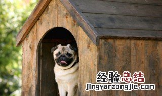 犬工作证的作用 工作犬证有什么用