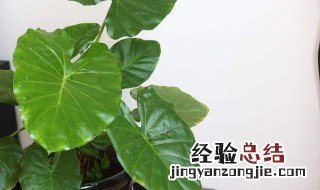 水培滴水观音的养殖方法 水培滴水观音怎么快速生根