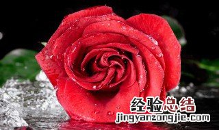 38朵玫瑰代表什么意思 38朵玫瑰代表的意思是什么