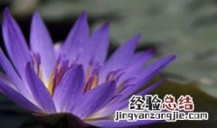 睡莲的花语和寓意 gu安于睡莲的花语和寓意