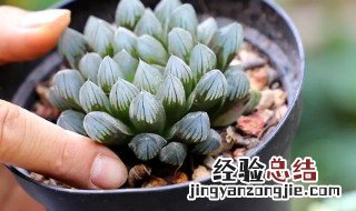 玉露种植养护技巧是什么 玉露养殖方法和注意事项养