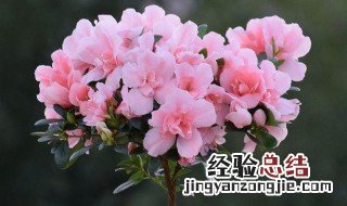 促使杜鹃花老桩萌芽的方法 怎样让杜鹃花长老桩