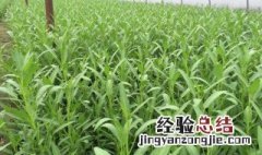 空心菜种植技术是什么 科学种植空心菜的种植技术