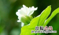 红木香花和黄木香花区别 黄木香花和茉莉花的区别