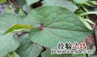 鱼腥草消炎用叶还是根 鱼腥草消炎用叶还是根比较好
