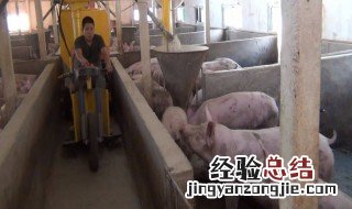 新手养猪都要注意什么 新手养猪都要注意什么呢