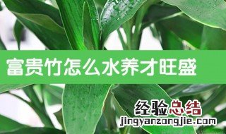 富贵竹养护方法 富贵竹水养方法