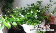 茉莉花花期怎么养 茉莉花一年开花三次要怎么养