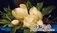 木兰的花语是什么呀 多花木兰的花语是什么