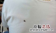 苍蝇屎怎么去除衣服上 怎么去除衣服上的苍蝇屎