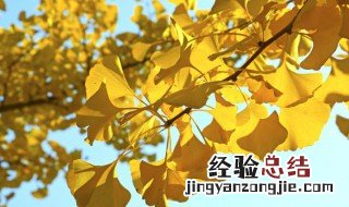 银杏的异名叫什么 银杏别名叫什么名字