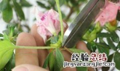 家里种杜鹃花吉利吗 家里种杜鹃花好吗