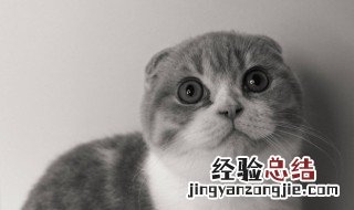 被猫抓有什么兆头 被猫抓有什么事