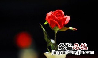 花叶子干枯怎么办 花叶子干枯应对方法