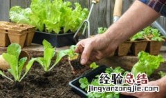 房顶种植需要注意什么 房顶种植需要注意哪些问题