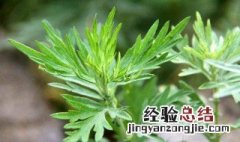 艾草怎么种植 种植艾草的方法