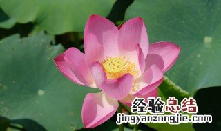 荷花的寓意象征意义髋寓意 荷花的寓意象征意义是什么