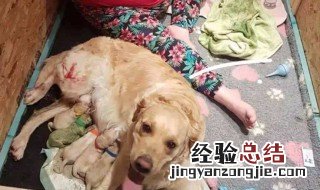 梦见狗咬脚是什么意思,把狗打死了 梦见狗咬脚是什么意思