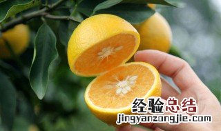 湛江有什么特产 湛江的特产有哪些