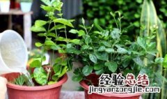 茉莉花什么时候剪枝 茉莉花剪枝时间