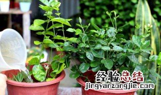 茉莉花什么时候剪枝 茉莉花剪枝时间