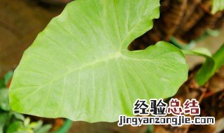 滴水观音的冬季养殖护 滴水观音冬天怎么养才能安全过冬?