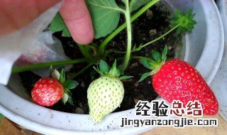 草莓盆栽种植方法大全 怎么种植草莓盆栽