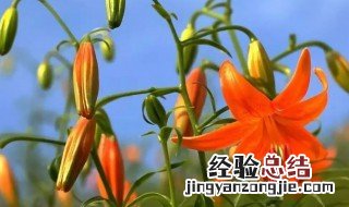 食用百合开什么样的花 不同的食用百合品种开出的花朵是不一样的