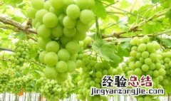 葡萄什么时候上肥料最好 葡萄在什么时候施肥最好