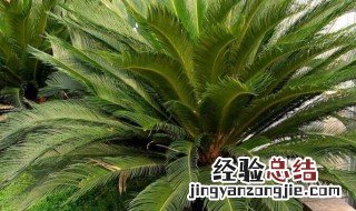 多头铁树的养殖方法 多头铁树如何养殖