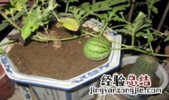 阳台种西瓜种植方法 怎么在阳台种西瓜