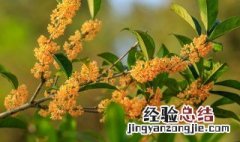 桂花果子有什么用途 桂花果子用途有什么