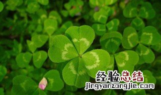 梦见香菜是什么意思 梦见香菜的寓意