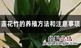 莲花竹养护方法 莲花竹的养殖方法和注意事项