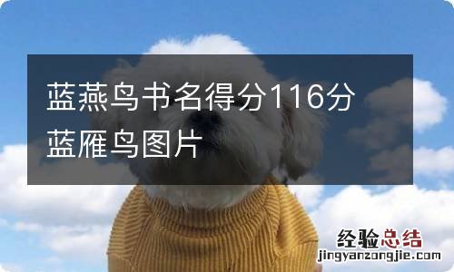 蓝燕鸟书名得分116分 蓝雁鸟图片