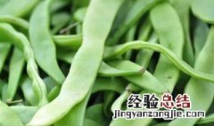 芸豆种植管理技巧 芸豆如何种植