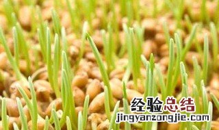 麦苗饲料种植技巧 对环境有什么要求