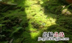 青苔是怎么形成的 水中的青苔是怎么形成的